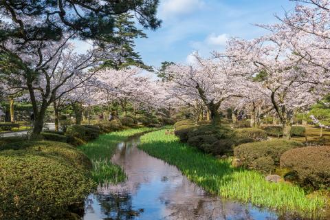 Kenrokuen Cherry Blossom Trees